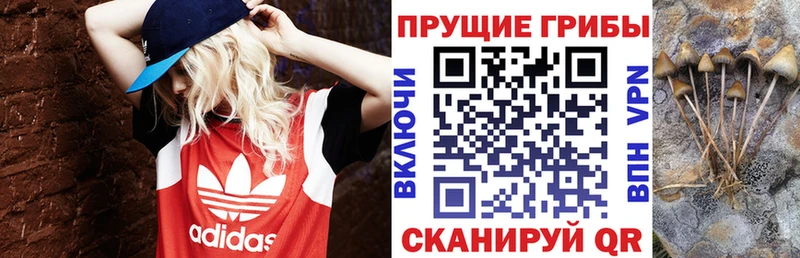 Псилоцибиновые грибы прущие грибы  магазин продажи   Волжский 