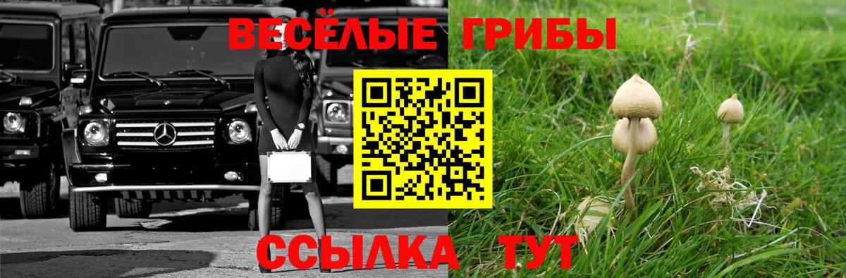 Волжский  продажа наркотиков  Вход с VPN  Галлюциногенные грибы Cubensis 